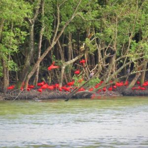 Guarás reaparecem em Florianópolis após mais de 200 anos