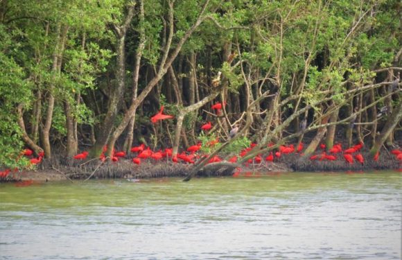 Guarás reaparecem em Florianópolis após mais de 200 anos Guarás reaparecem em Florianópolis após mais de 200 anos